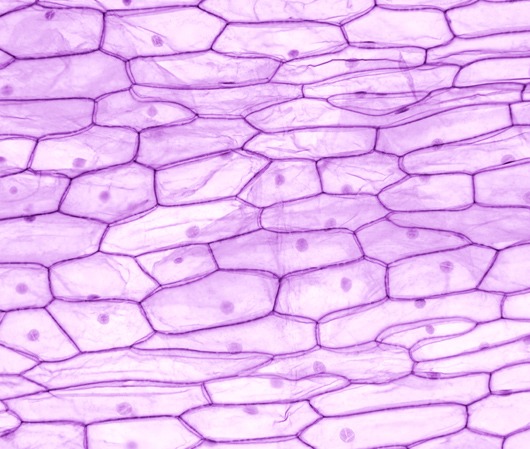 Κυτταρολογικό